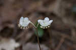 Pipsissewa <BR>Spotted wintergreen